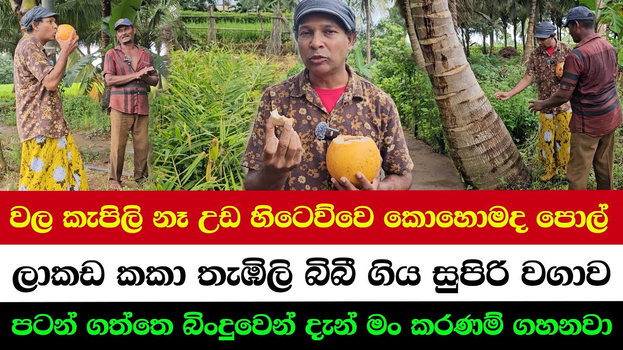 Secret Method for Maximum Coconut Yield