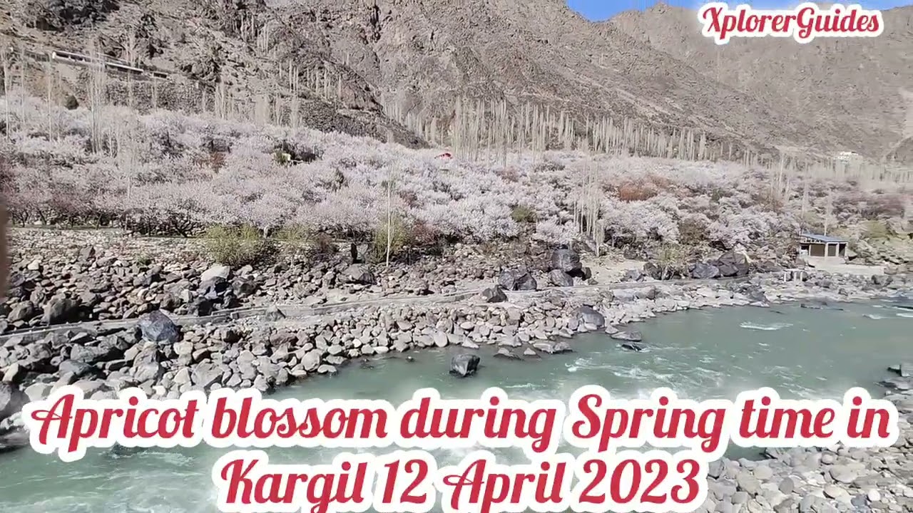 Apricot blossom during Spring time in Kargil |12th of April 2023