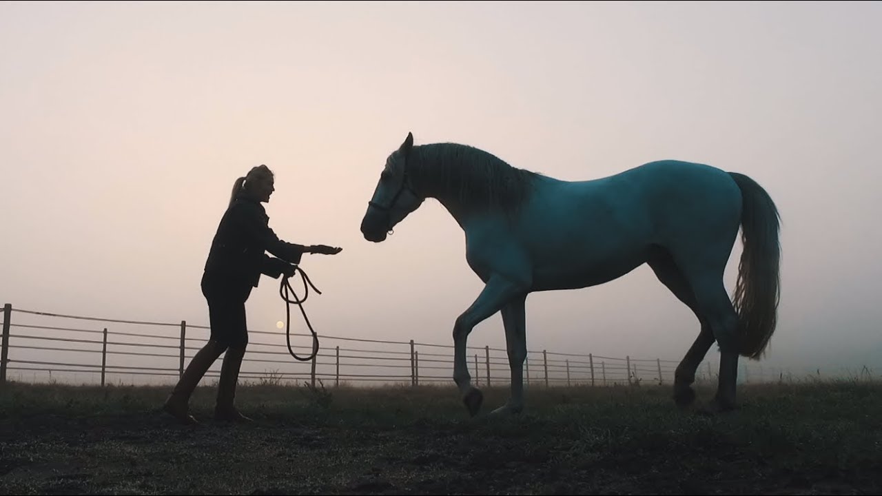 HORSES  | Blommers Feel Good Stables Promotion video | By Rein Martens
