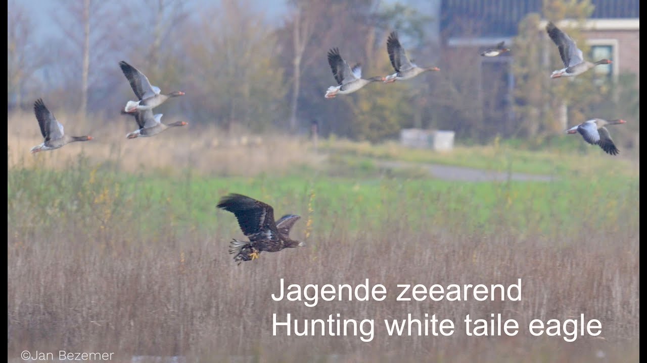 Jagende zeearenden - Hunting eagle