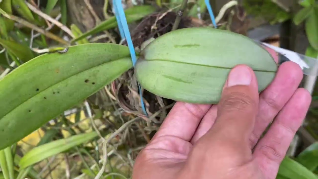 Lagi Dan Lagi Meliput Anggrek Dan Hoya Koleksi Ada 26 Jenis Anggrek Dan 1 Jenis Hoya