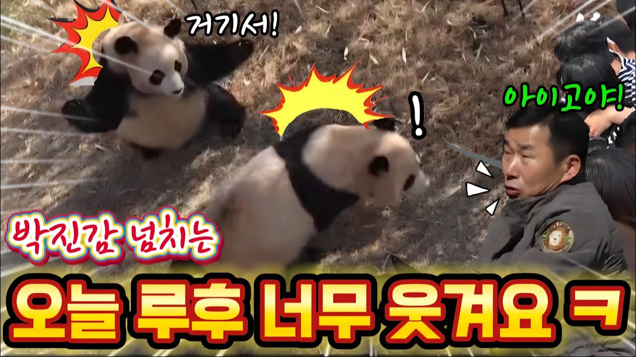 에버랜드 세컨하우스 🤣오늘 루이 후이 너무 웃기고 귀여워요 ㅋ ㅋ 