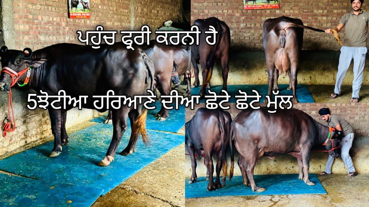 20 ਜੁਲਾਈ 2025📞8872962965#cow #baffalo
