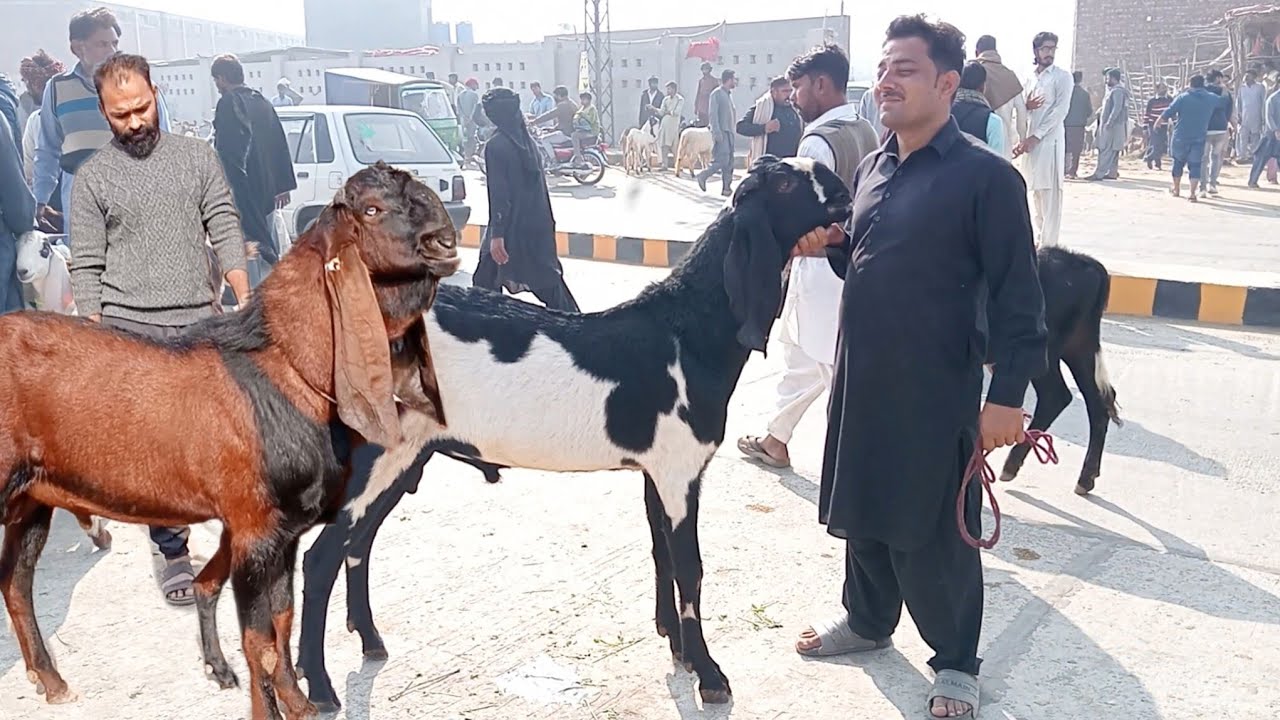 Wednesday update Lahore Mandi makkhi chine bakre nagre bakre amritsari betal bakre kurbani 2026 🐐