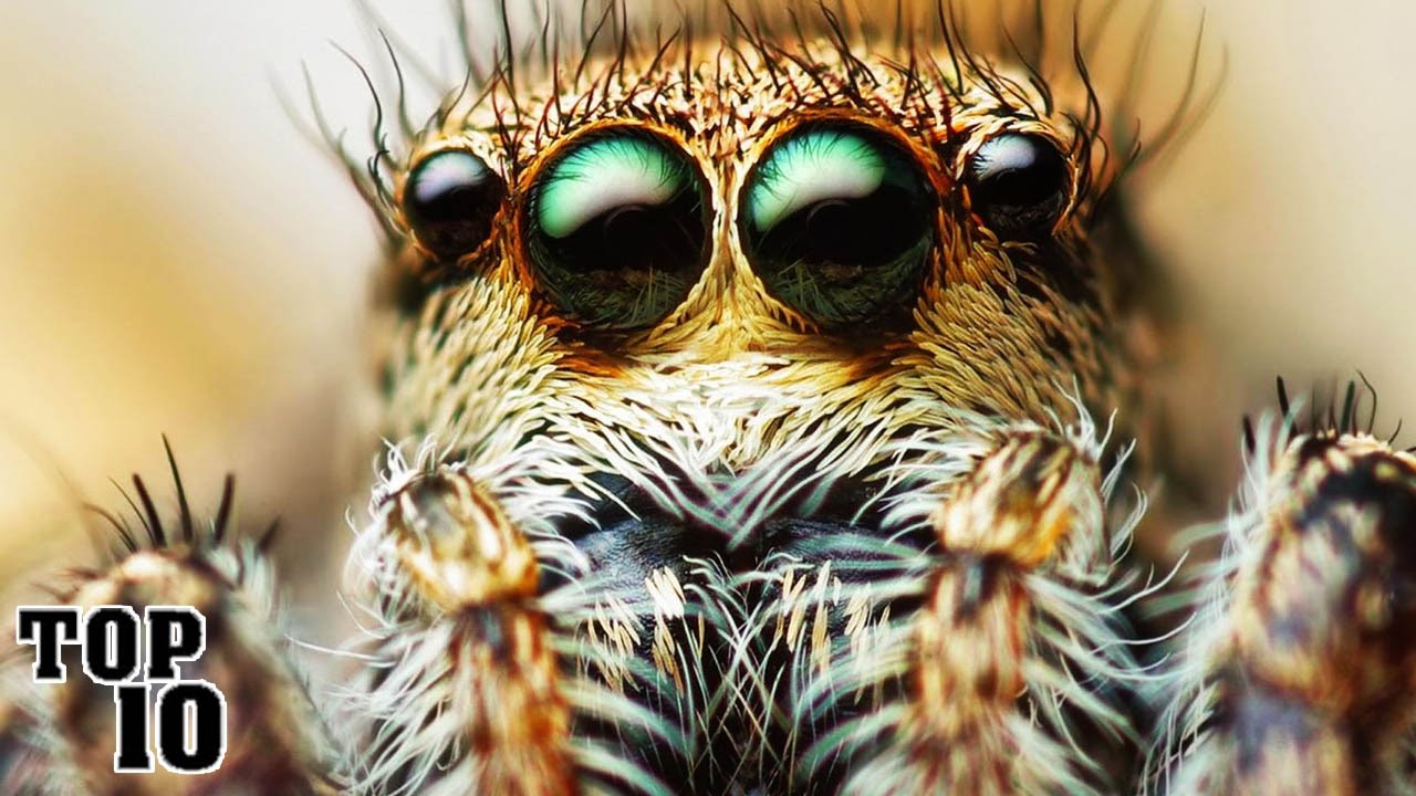 Top 10 Creepiest Insects
