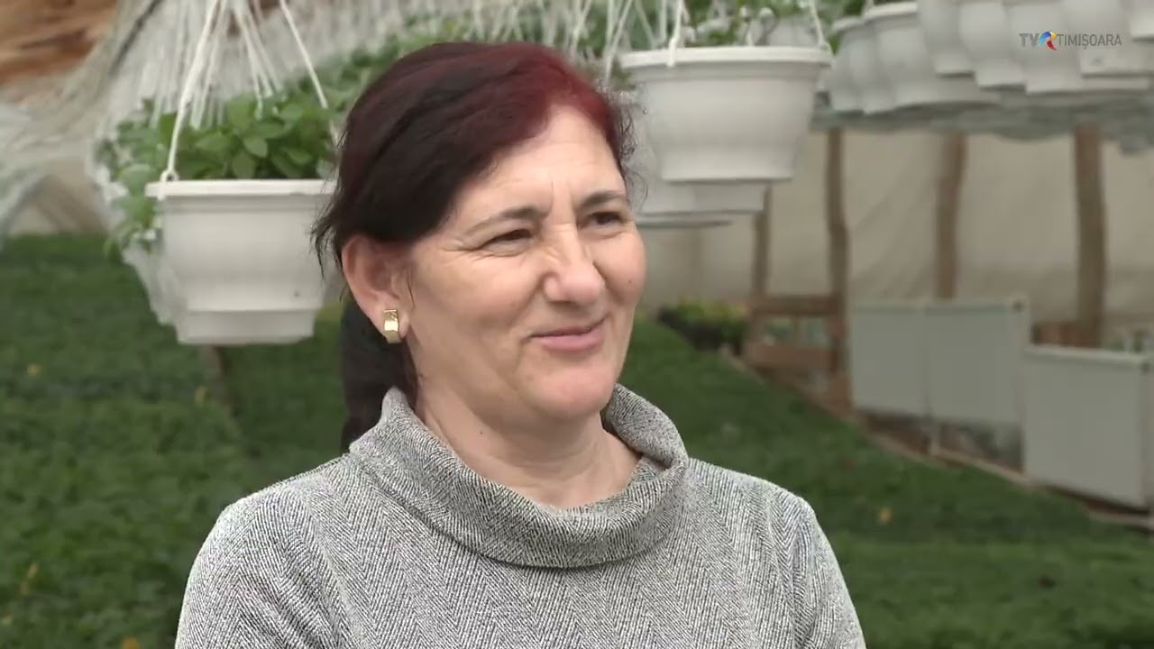 Zambile cultivate de Mirela Ianca din Fârliug într-o seră întreagă #SatulMeu @TVRTM