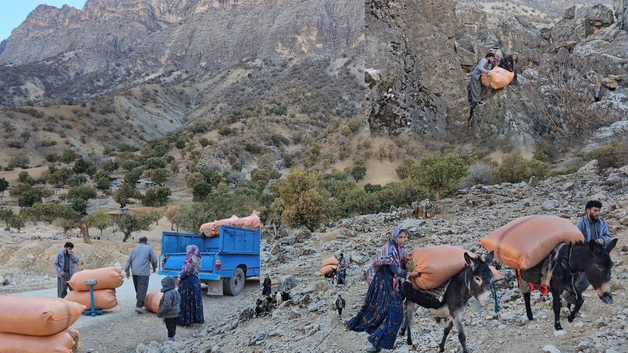 Nomadic Life: Nomadic Livestock: Crossing Dangerous Roads to Bring Nomadic Livestock Supplies