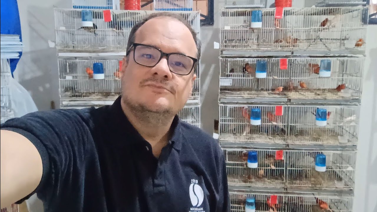 Primeira triagem dos filhotes que estão nas voadeiras 