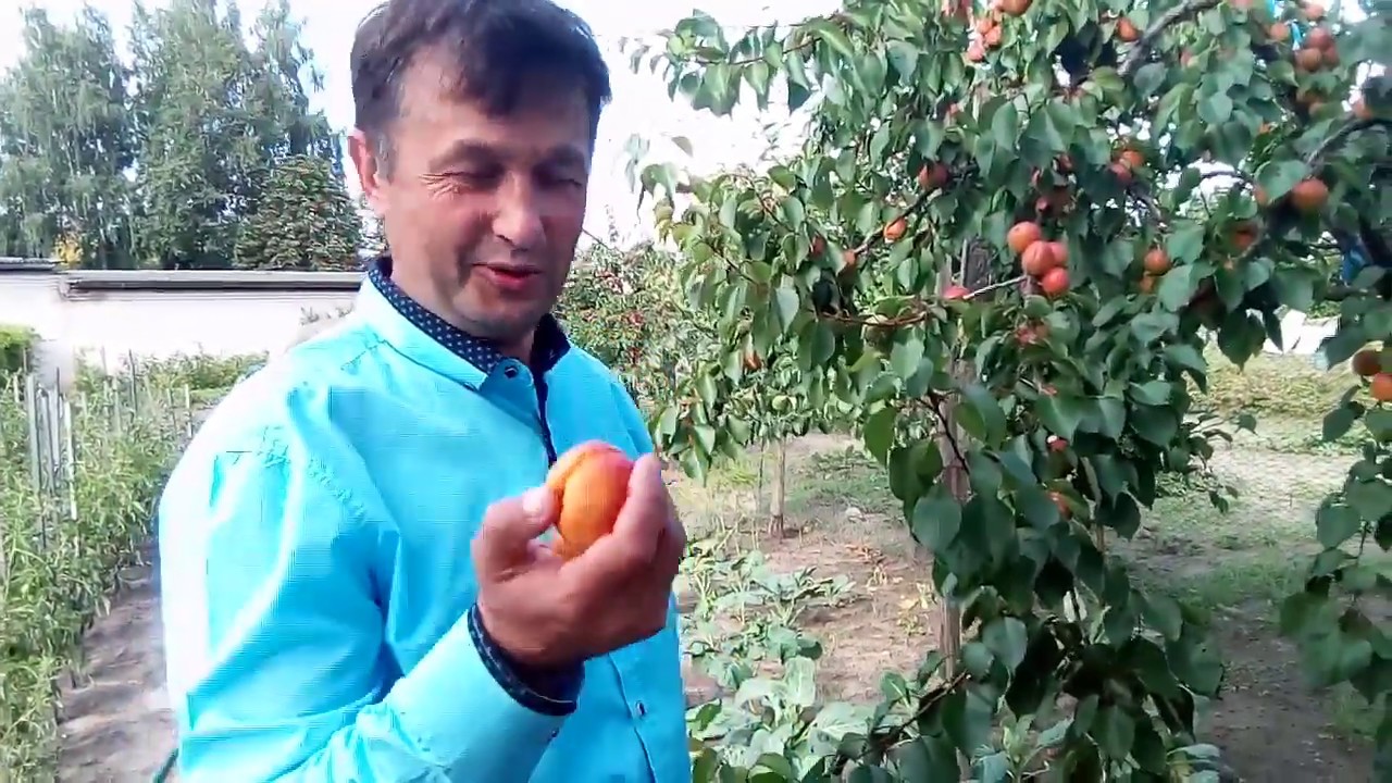 Абрикос из косточки.