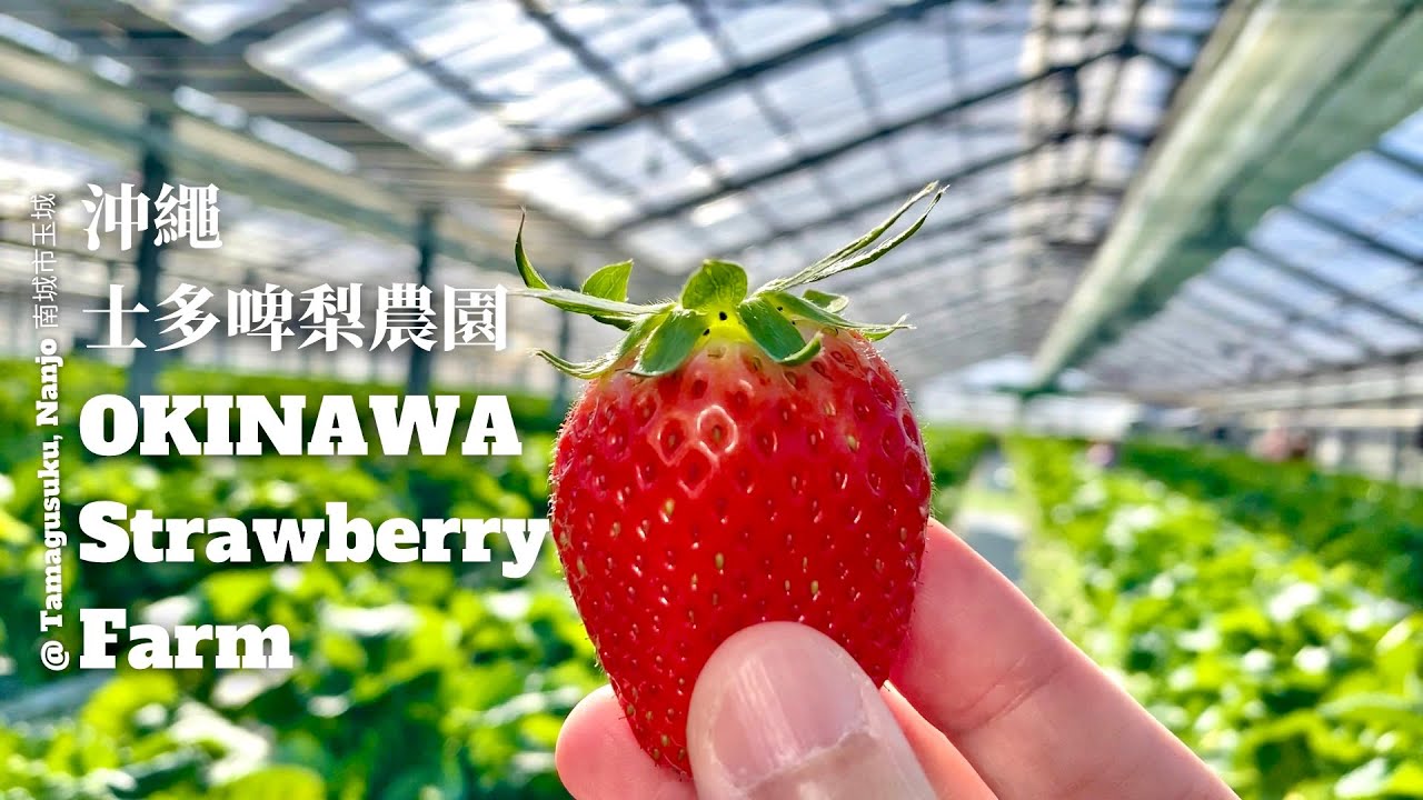 ［沖繩］士多啤梨園 - 南城農園｜OKINAWA Strawberry Farm - Nanjo Farm