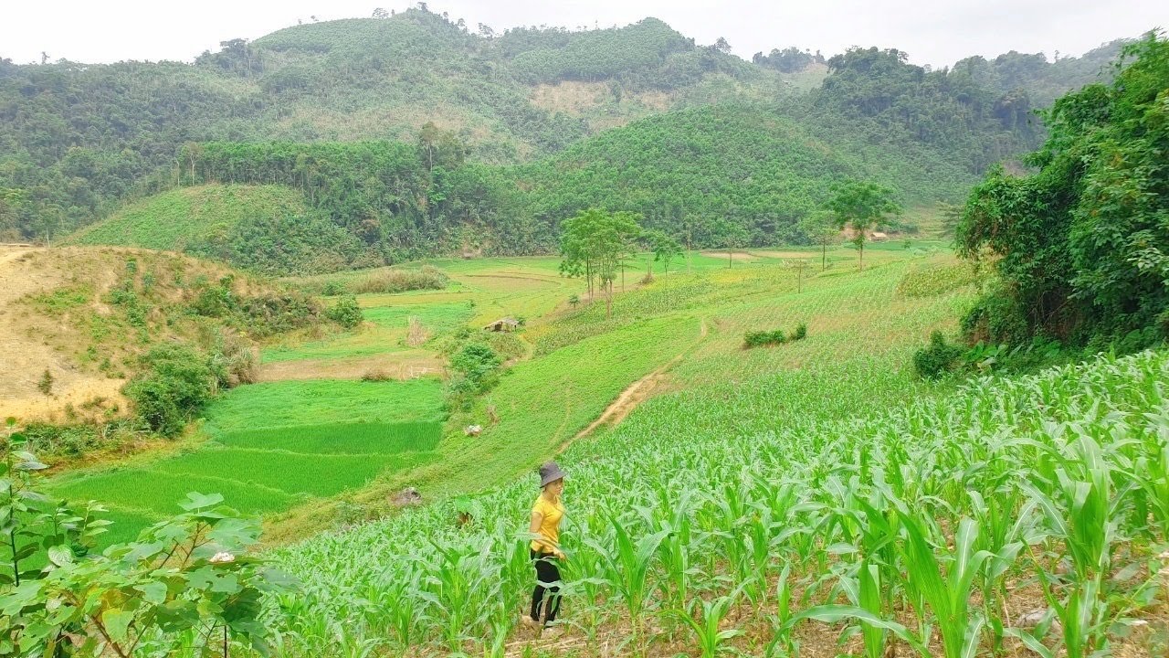 Large green corn garden for livestock , farm live ,forest life skills , mountain life Ep 31