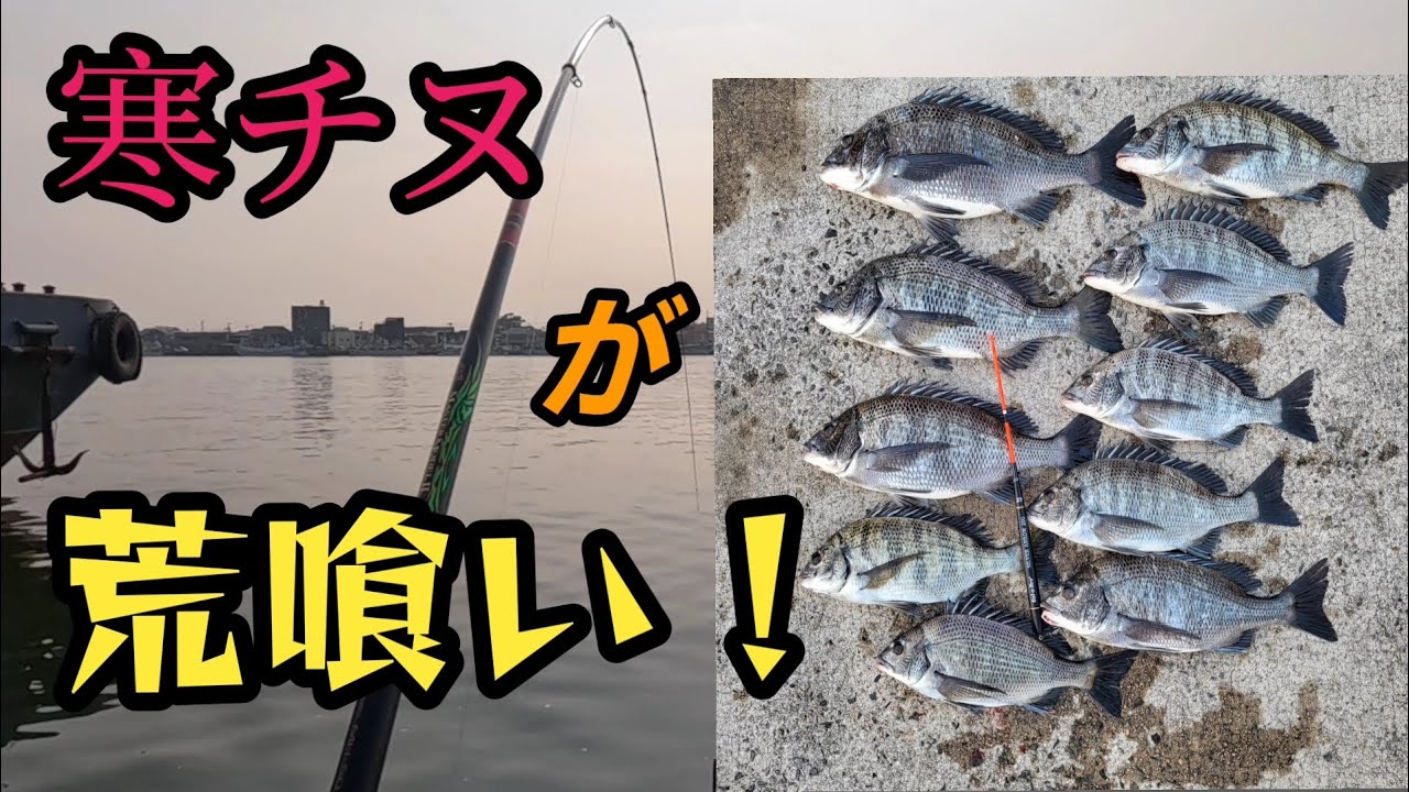 寒チヌが本気で…ヤバいです！　二桁達成✌️