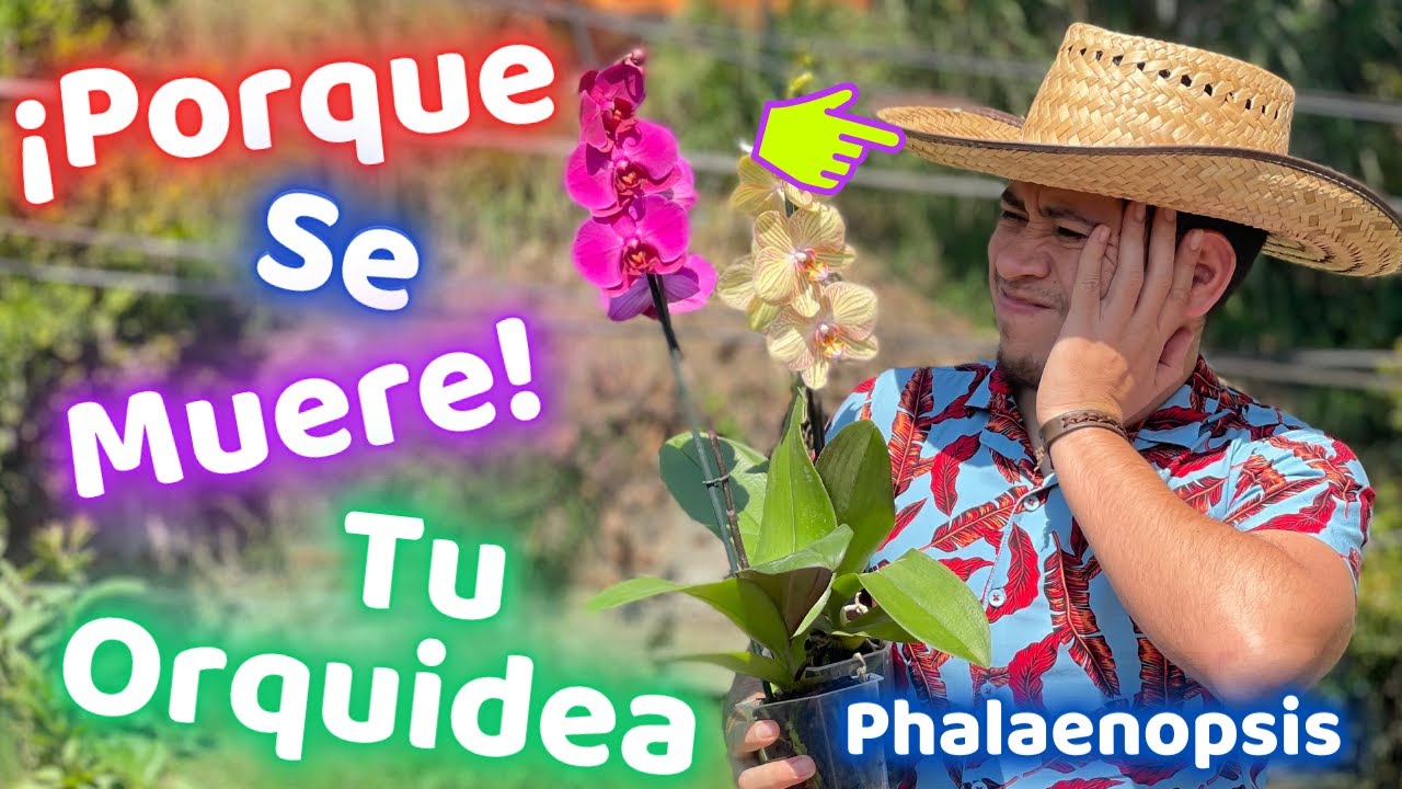 Por Estas Razones SIEMPRE MUERE La Orquídea Phalaenopsis || Como Mantener de Forma Casera