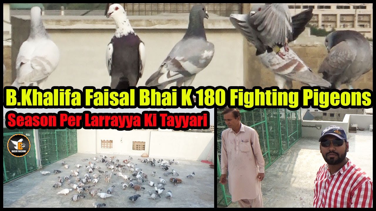 B.Khalifa Faisal Bhai K 180 Fighting Pigeons | Season Ki Tayyari | Kalpotiya,Kabra Desi Lalband Saaz