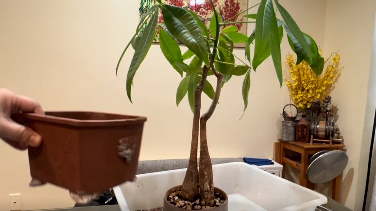 Repotting My Money Tree