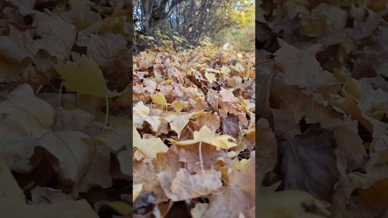 Golden Autumn Walk in the Forest – Gentle Stream Sounds, Rustling Leaves & Peaceful Nature Ambience