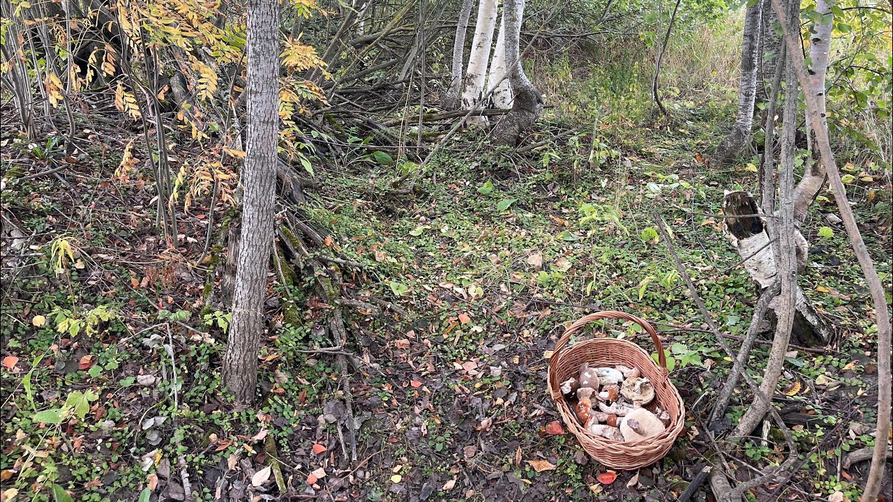 These mushrooms won't stop growing! Harvesting choice mushrooms. Mushrooms 2026
