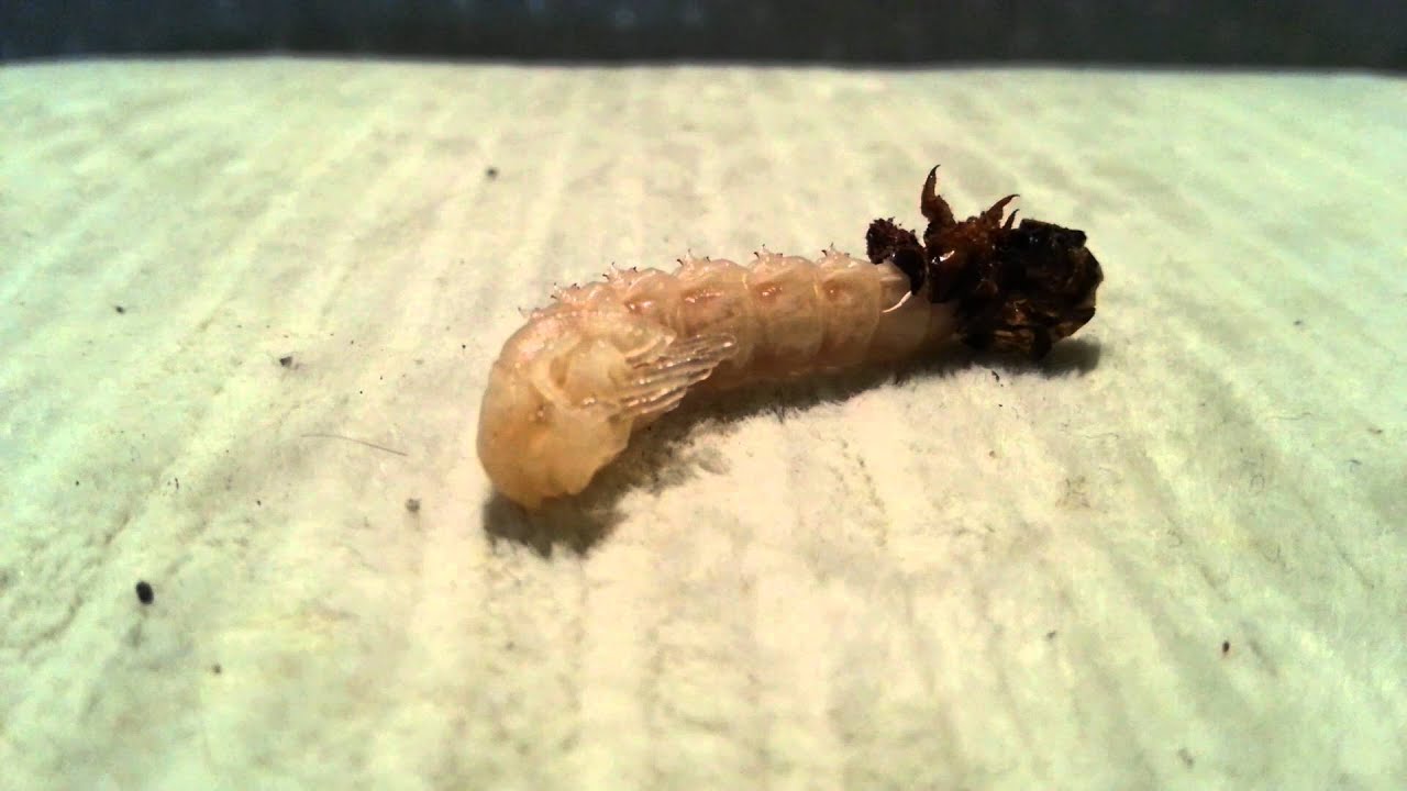 Личинка зофобаса линяет на куколку. Zophobas morio larva molting to pupa. (30.01.2016)