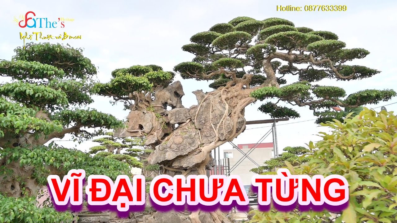 Mục sở thị vườn cây KÝ ĐÁ vĩ đại nhất Việt Nam