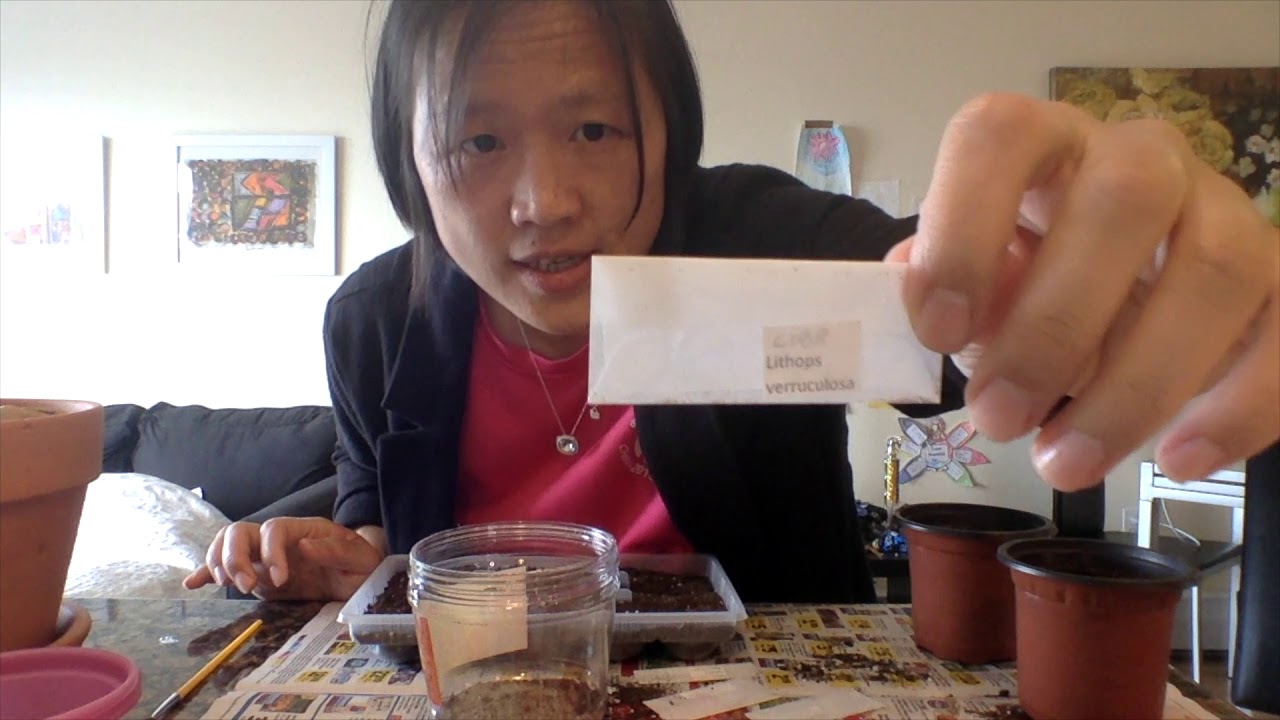 How to Grow Lithops From Seeds