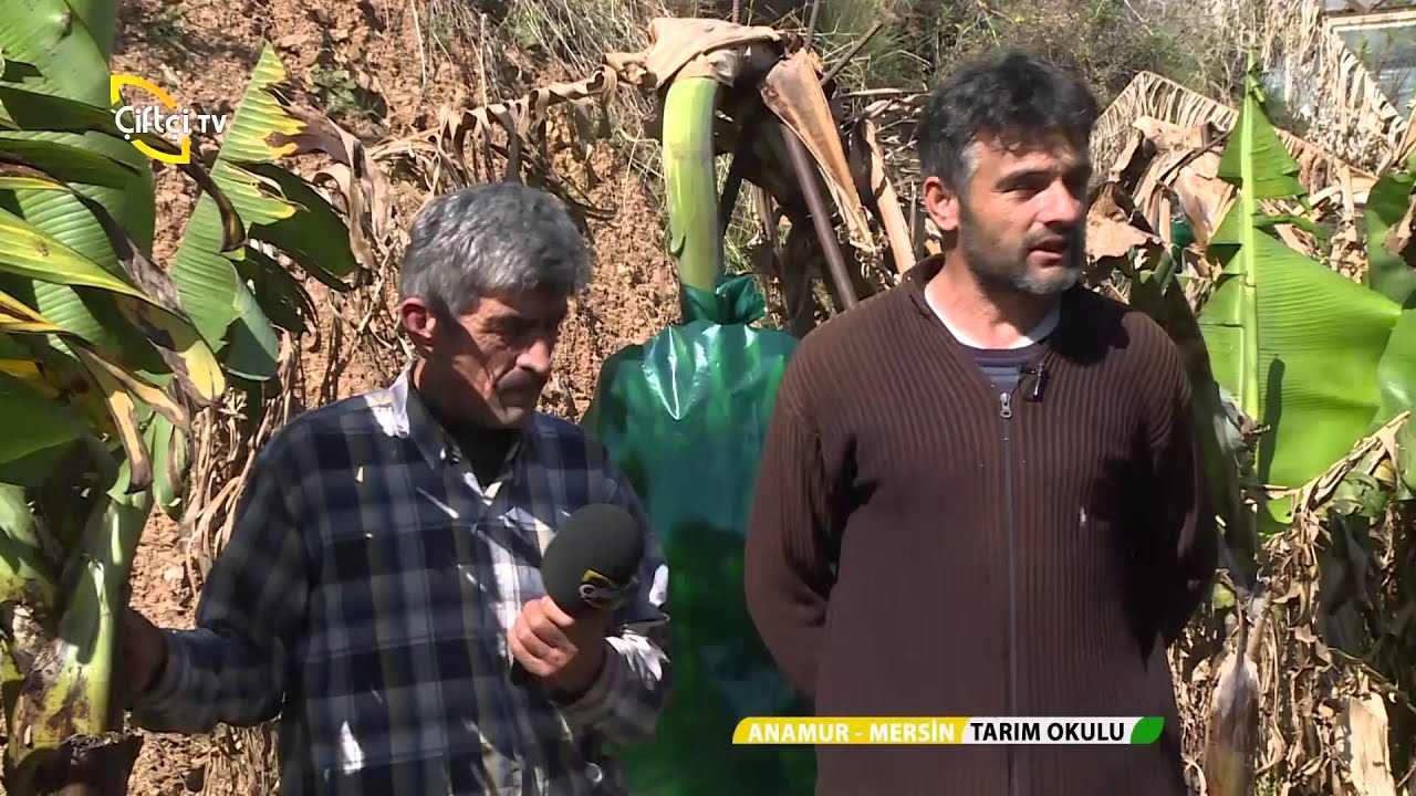 TARIM OKULU/MUZ YETİŞTİRİCİLİĞİ-MUZ'UN HASAT ZAMANI-ANAMUR-MERSİN