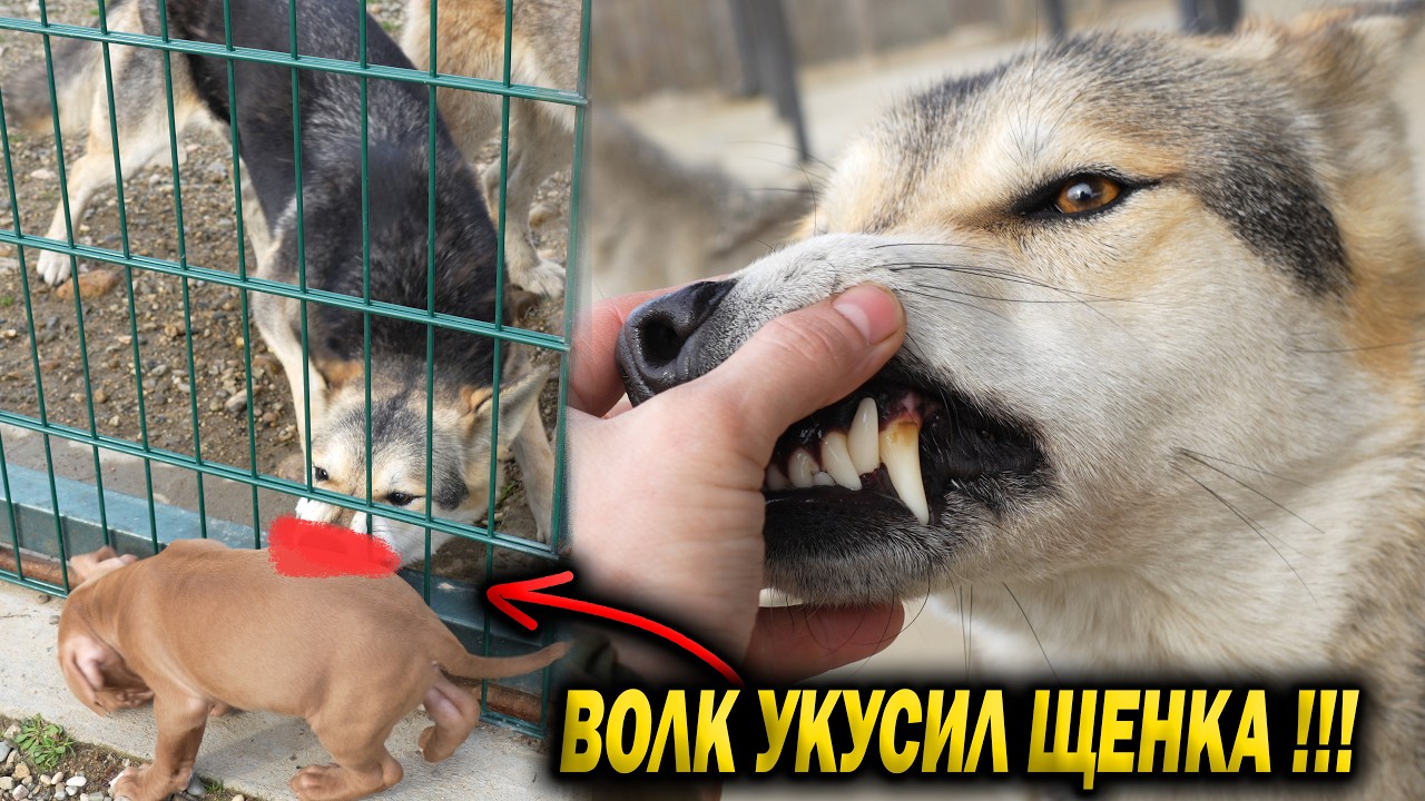 ВОЛК укусила щенка Питбуля при знакомстве !!! Охота Волков на щенков Питбуля. Инстинкты Волков.