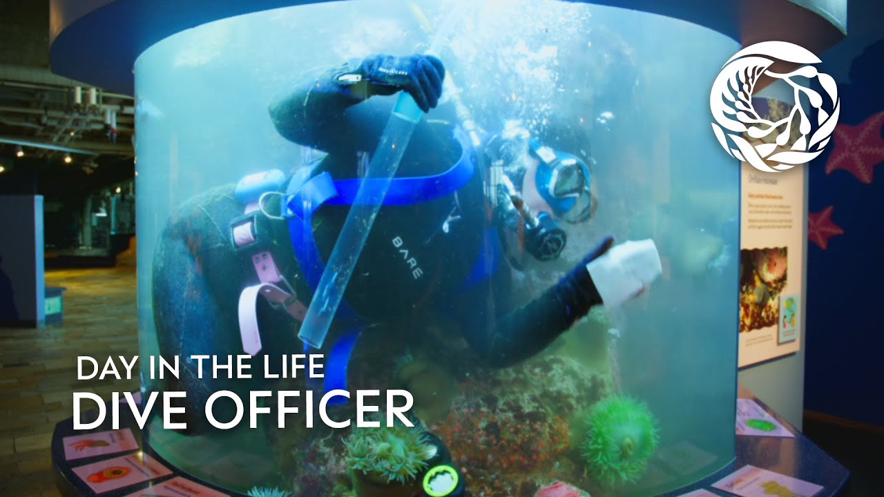 A day in the life of a dive officer at the Monterey Bay Aquarium