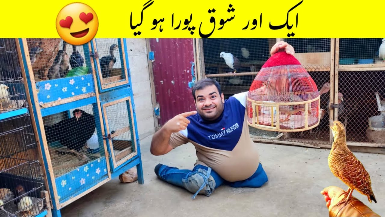 Ek Our Shoq Pura Ho Gaya | Irani Teetar | Dakhni Teetar | Teetar Ki Awaz | Hashim Kay Parinday