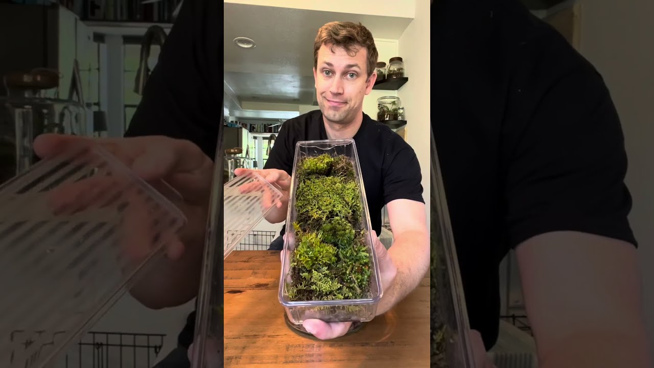 Let’s Build a Terrarium