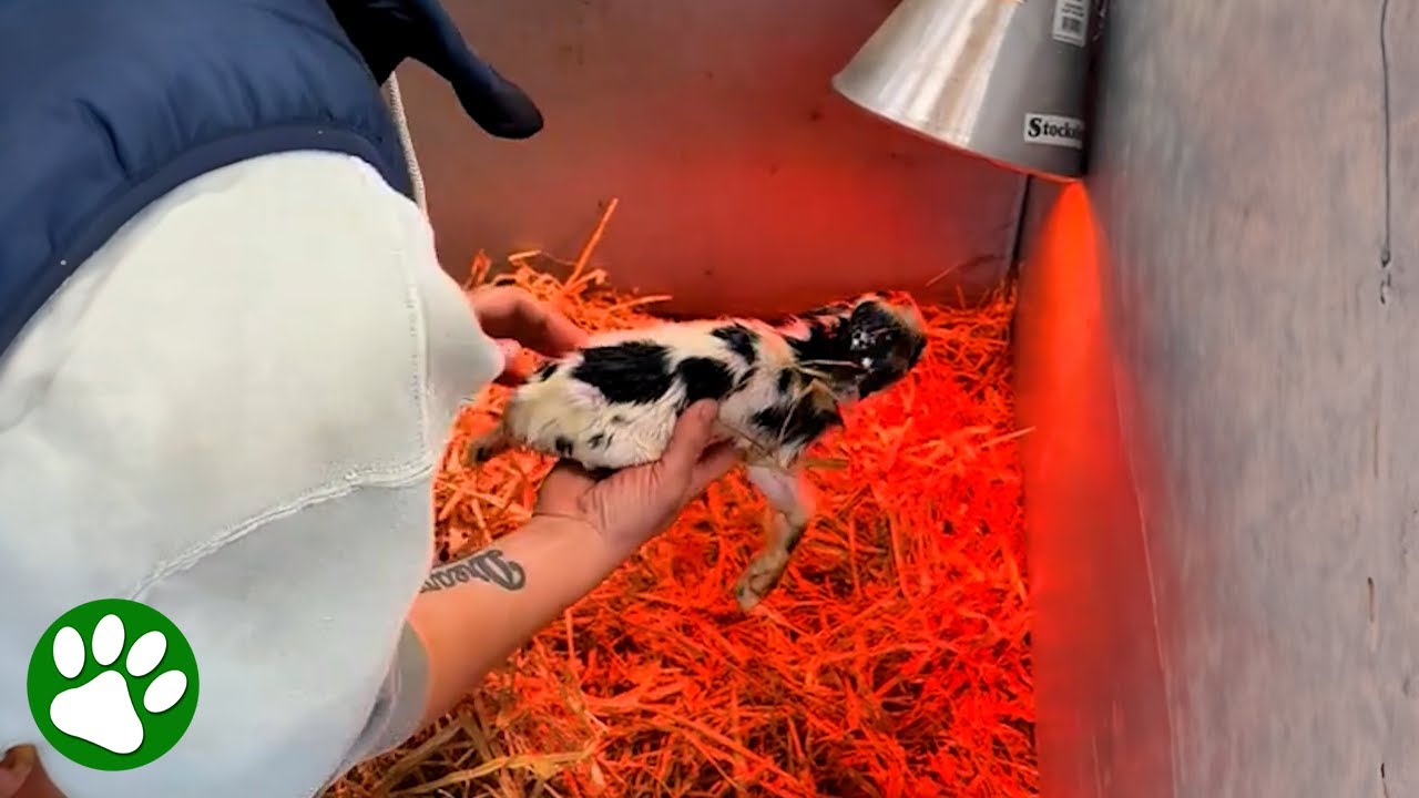 Baby Goat Rejected By His Momma Got Second Chance At Life