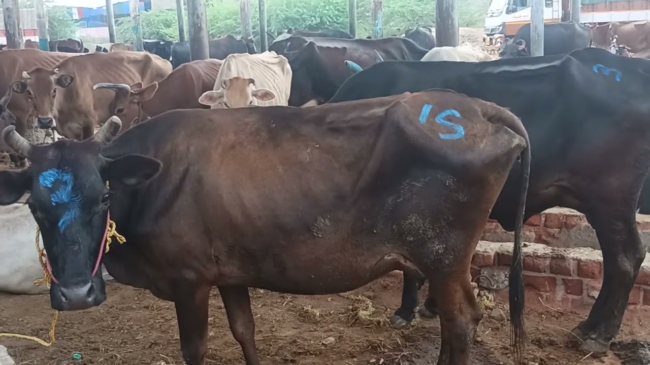 9/3/2026  மேலப்பாளையம் மாட்டு சந்தை திருநெல்வேலி.Melapalayam  cow market. Tirunelveli. 