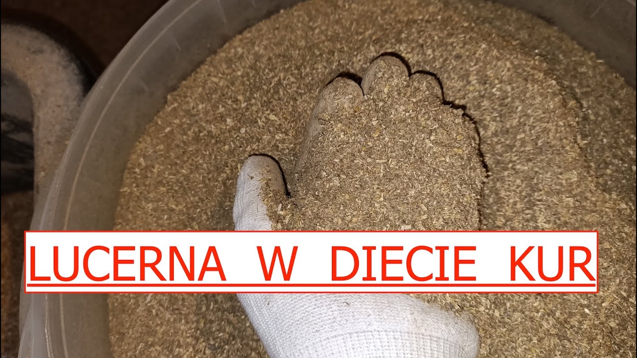 LUCERNA - ZASTOSOWANIE W DIECIE KUR