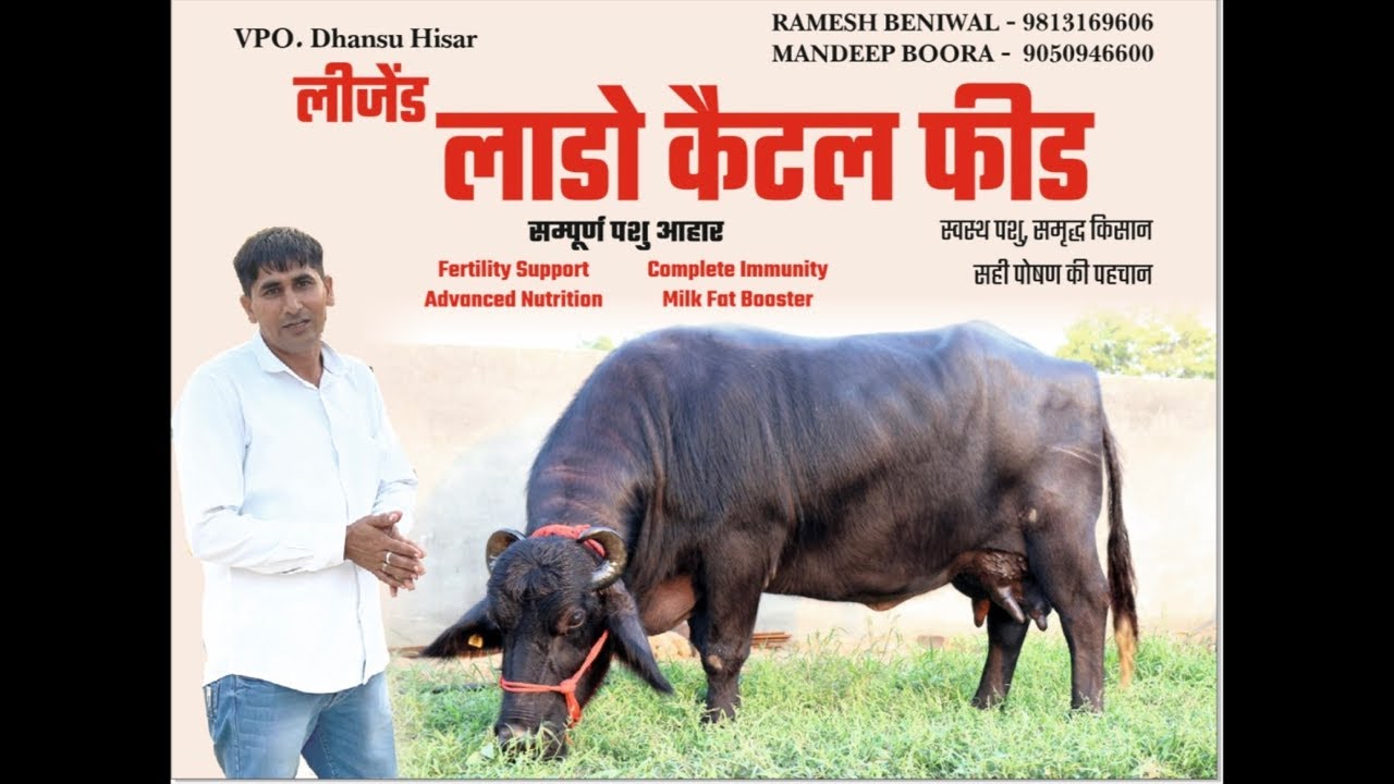 कब तक लॉंच होगा लीजेंड लाडो कैटल फीड । फीड और वीडियो की जानकारी के लिए संपर्क करें-:9050946600