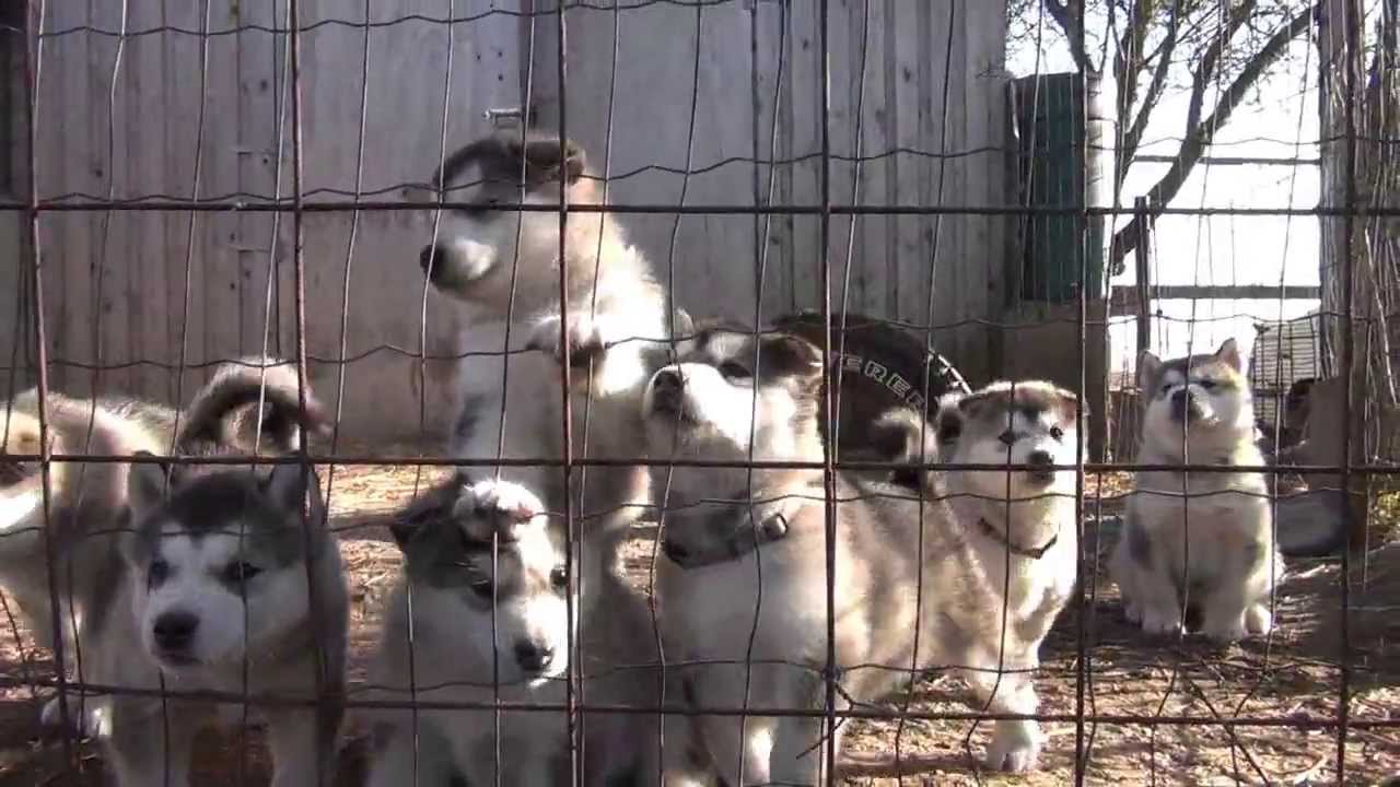 alaskan malamute puppies howling