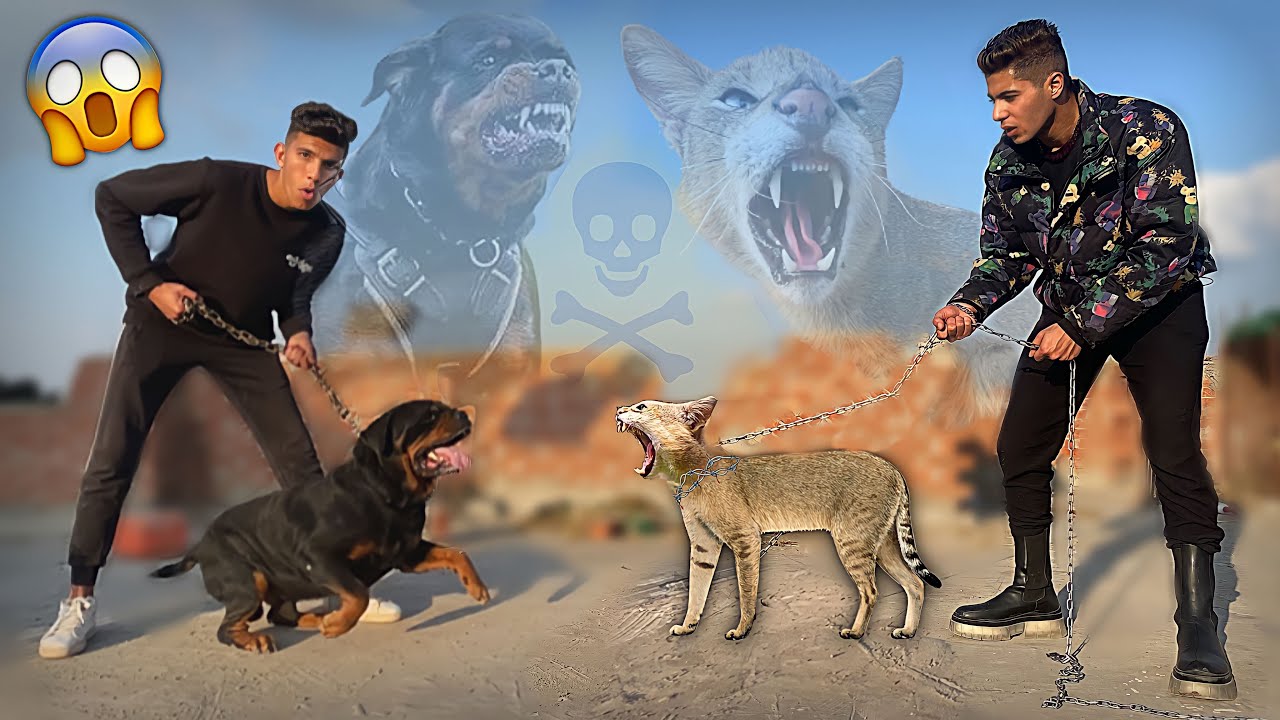 اخطر مواجهه بين بوتشر و القط البري لأول مره 😱