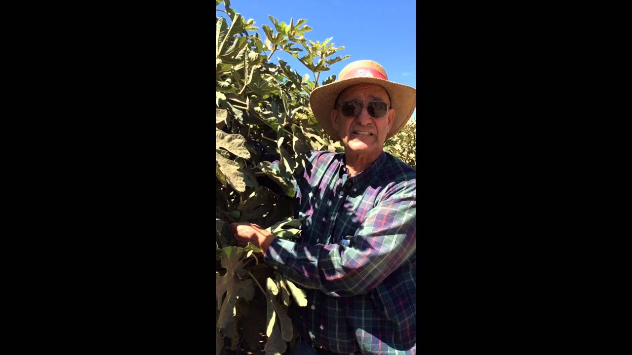 Welcome to the Fig Orchard: How did Black Mission Figs Get Their Names?