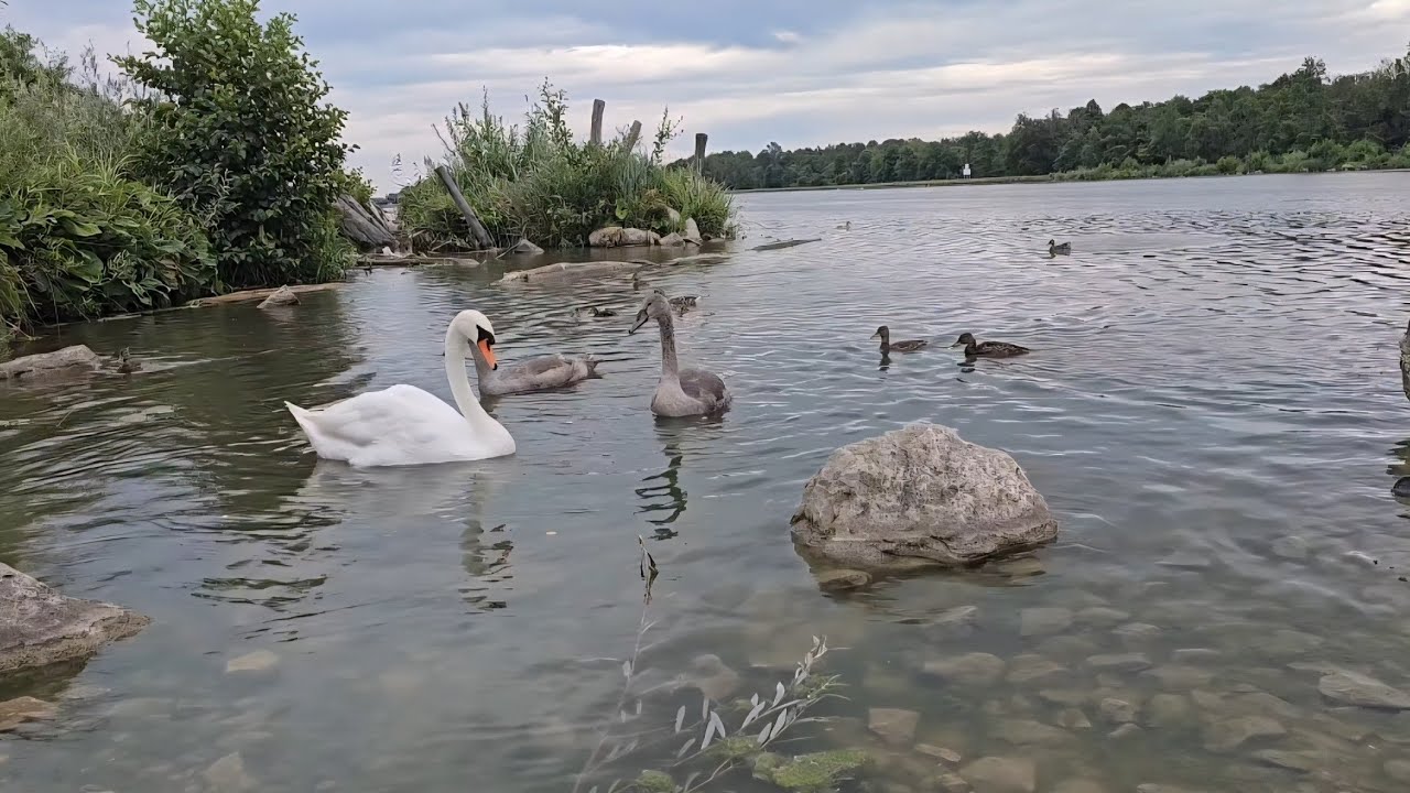 4k Feeding swans and ducks on the Danube