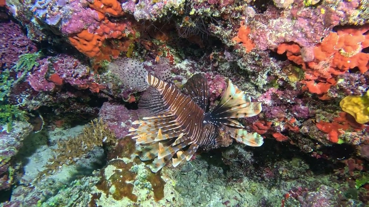 Lionfish Maldives North Male Atoll 31.01.2026