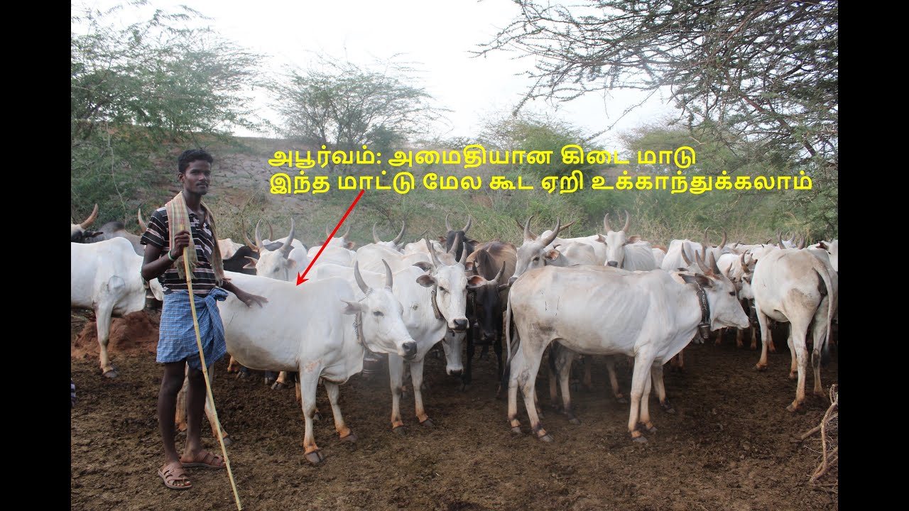 சித்தார்பட்டி விஜயகுமார் கிடை : தேனி மலை மாடு-Theni Malai Maadu: Sitharpatti- Vijayakumar herd: