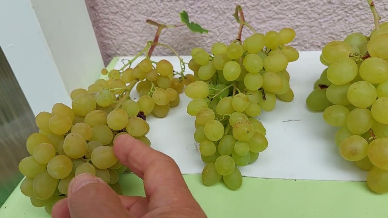 Meine besten, weißen Tafeltrauben Sorten, die Muskat Medovyj, Krasavchik, Valek, Solnysh.. 27.08.25