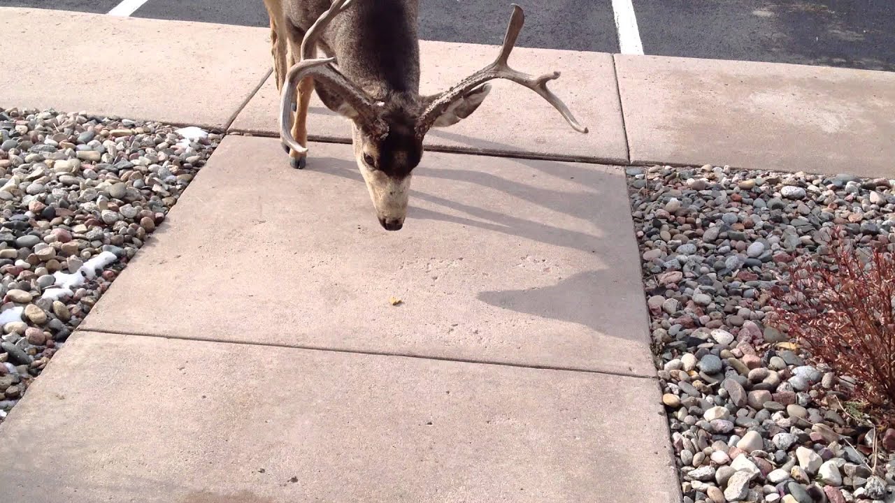 THAT'S A NICE RACK YOU GOT THERE