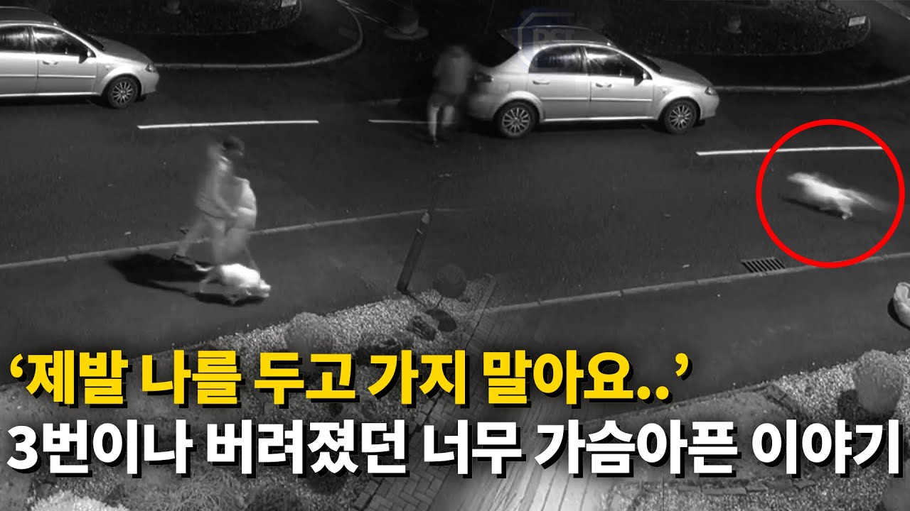 산책인줄 알았는데..CCTV에 모두 찍힌 소름돋는 유기 영상