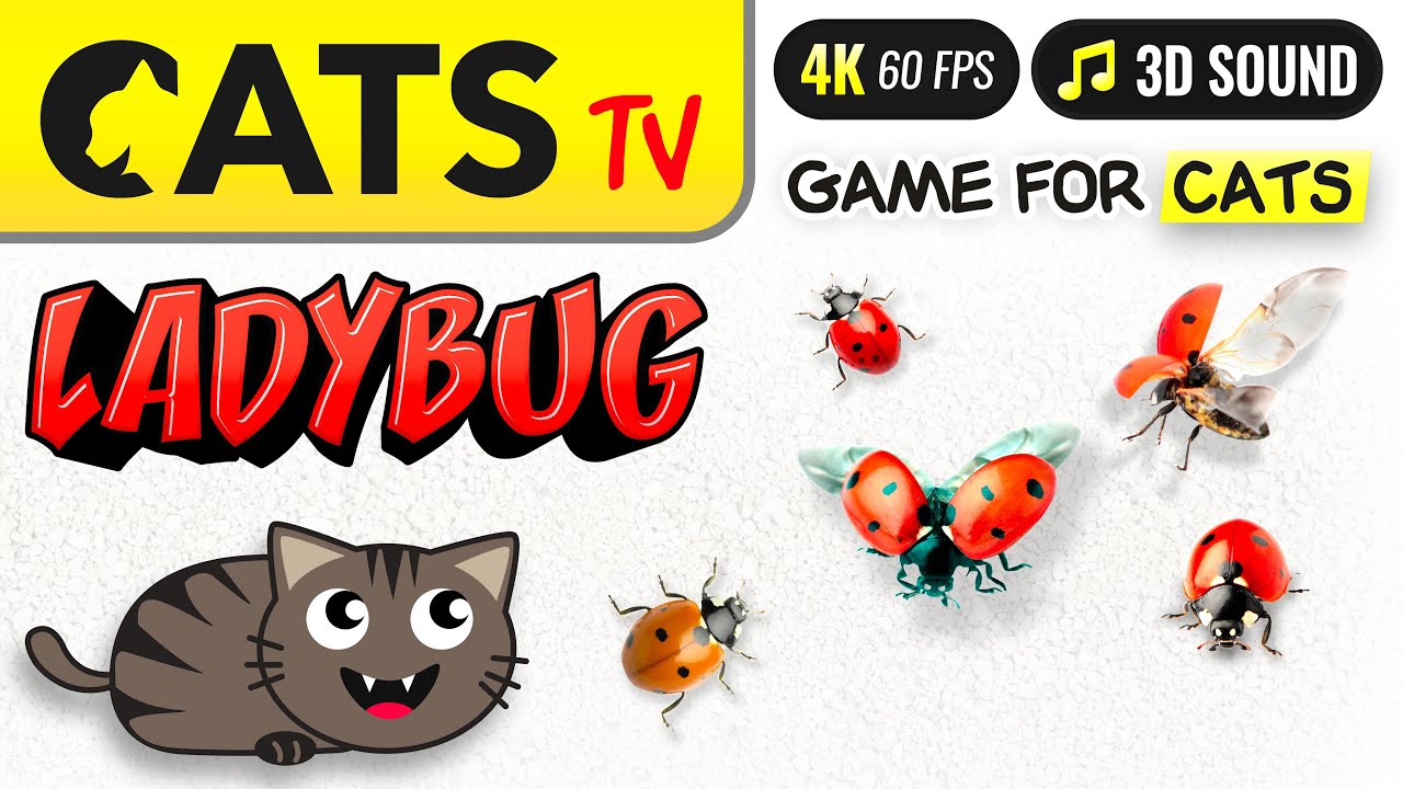 CATS TV -  Realistic 3D Ladybug 🐞 Flying and running 4K [3 HOURS] GAME FOR CATS