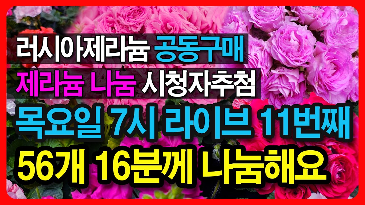 56개 16분께 러시아제라늄 나눔과 개별분양 / 뭉치면싸다 공동구매 / 러시아 K제라늄 경매 / 시청자추첨 / 오늘만 구매금액 5만원이상+1