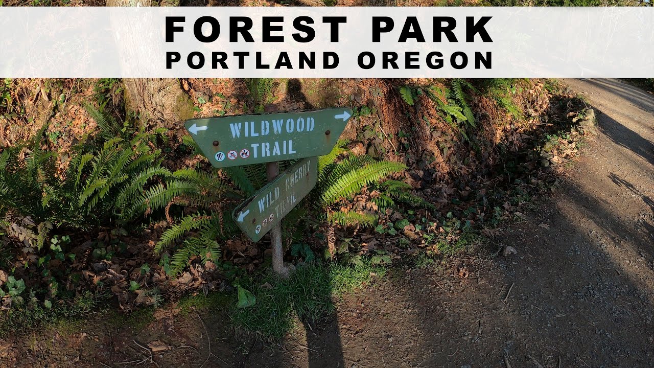 Exploring Forest Park | Portland, Oregon