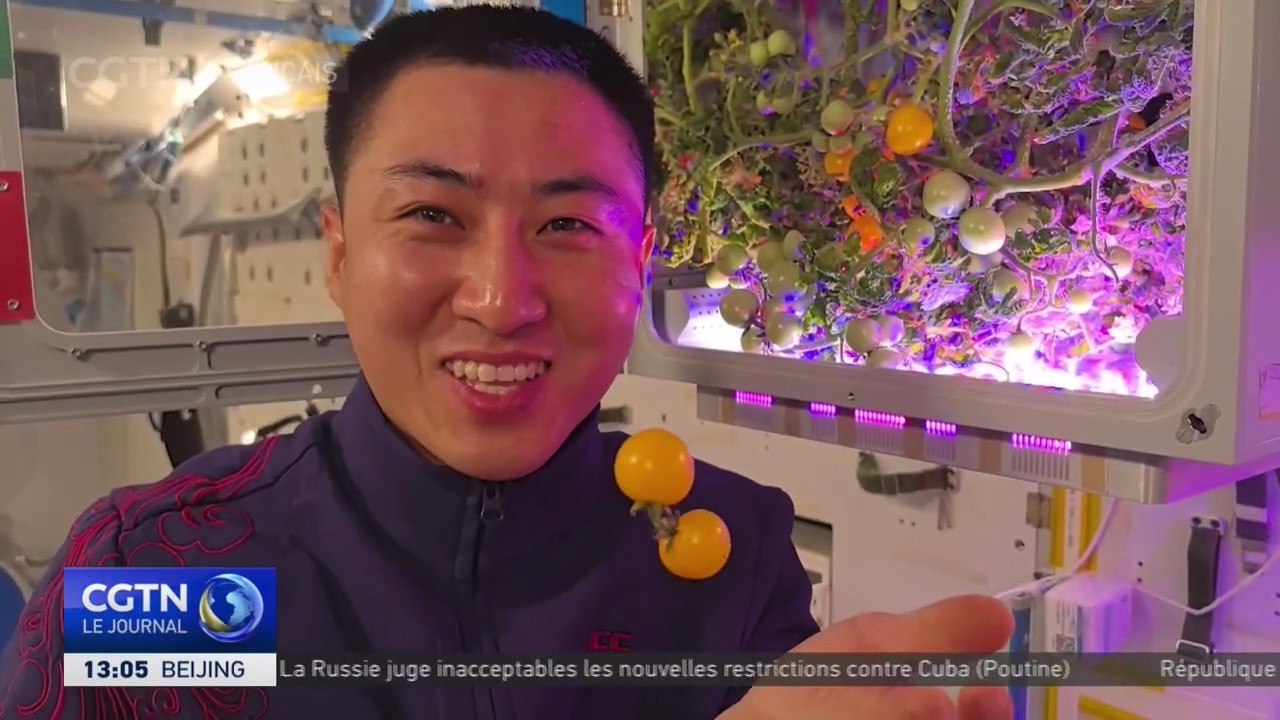 L'équipage de Shenzhou-21 récolte des tomates en orbite lors de la Fête du Printemps