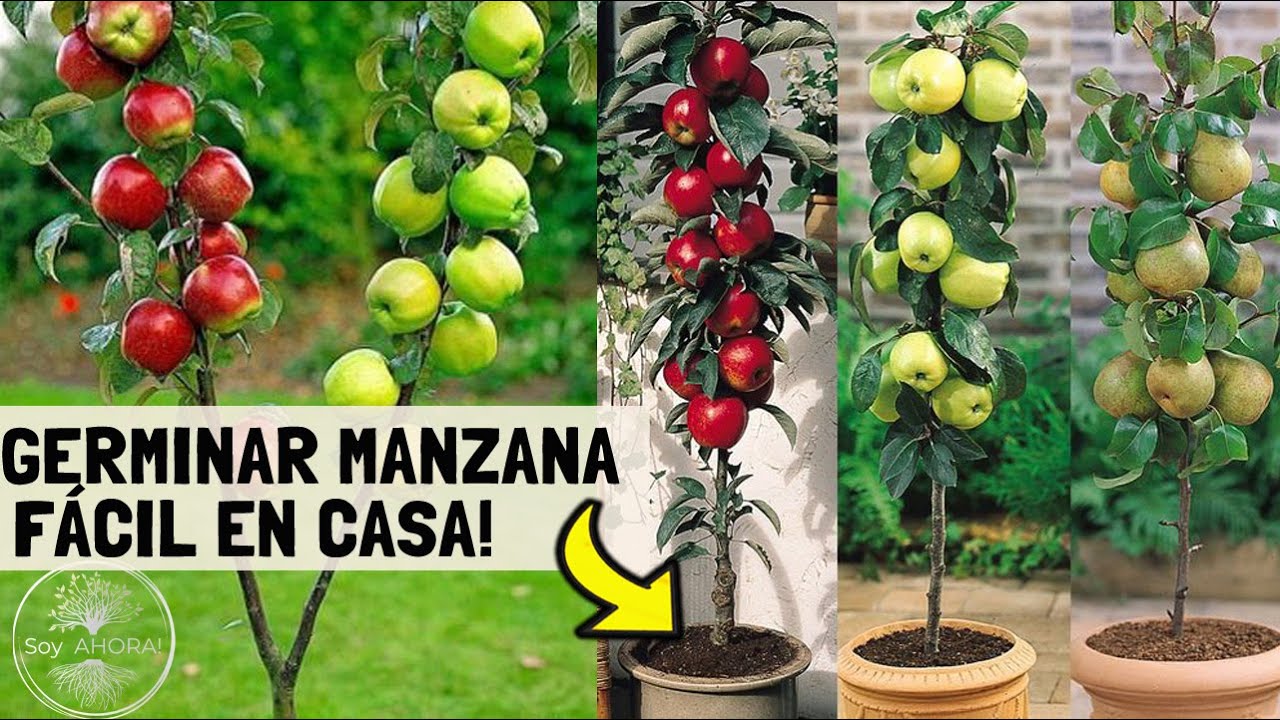 Tendrás TU ÁRBOL de MANZANAS en MACETA!! Como Germinarla desde una fruta y Plantarla🌱🍎🍏