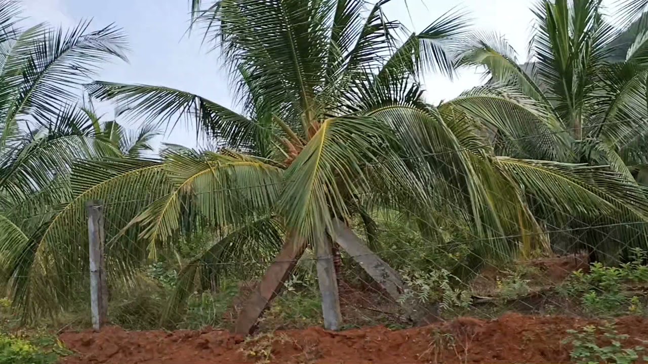 coconut farm for sale in madurai | 15 acre | RS 20000 per cent | Usilampatti near | 9942422266