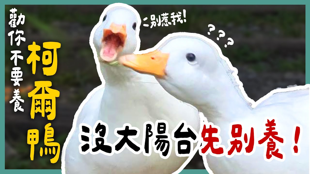 柯爾鴨咬人會痛嗎？！不能只養一隻？隨地大小便是日常？養鴨當寵物是什麼體驗？《勸你不要養》EP31 | 蝌蚪老師與三桃
