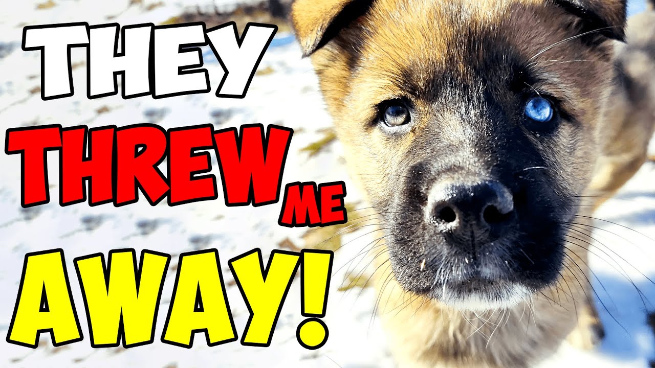 Beautiful Puppy was Thrown Away like Trash but then This Happened